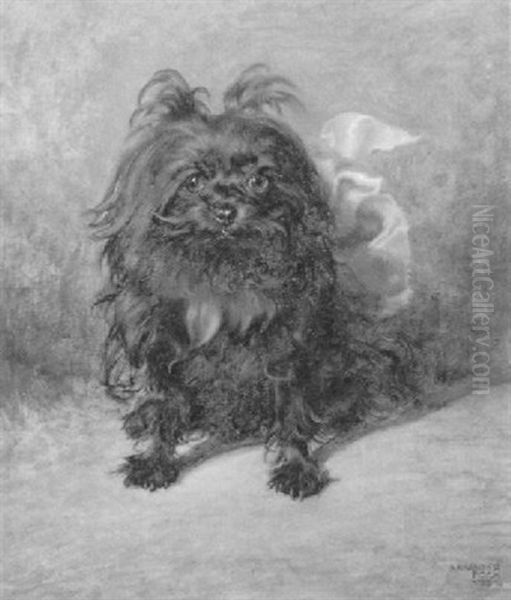 Pekinese - view 1
