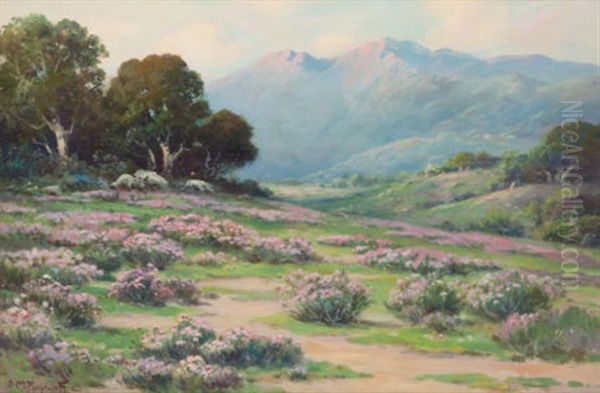 Wild Everlasting (santa Barbara) - view 1
