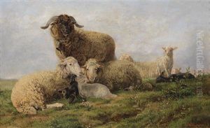 Schafe Auf Der Weide Schafe Auf Der Weide