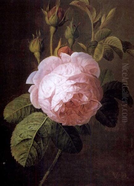 Etude De Rose - view 1
