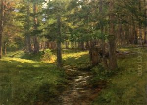 Ruisseau Dans Une Pinede