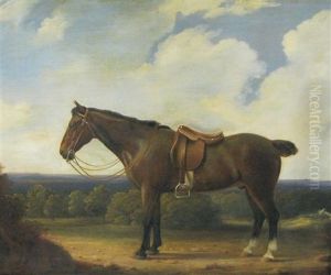 A Bay Hunter On A Path A Parkland Beyond