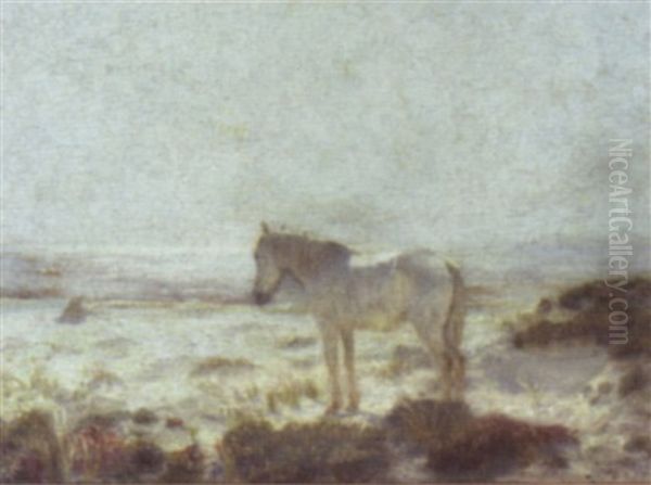 The Old White Horse Of The Dunes - view 1