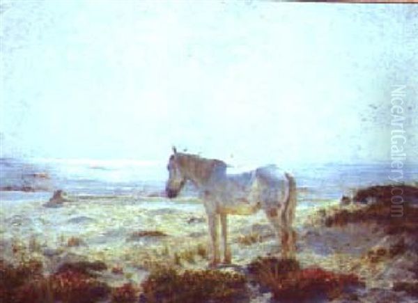 The Old White Horse Of The Dunes - view 1