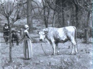 The Tethered Bull by Henry Rankin Poore