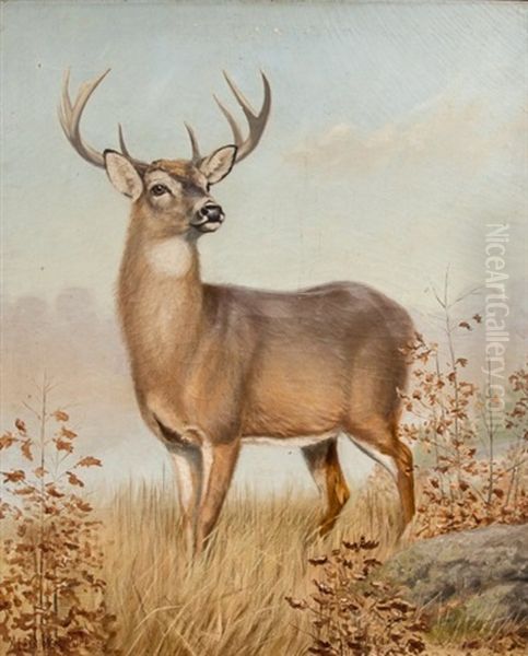 White-tailed Deer - view 1