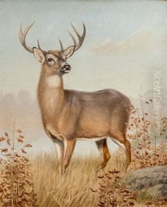 White-tailed Deer