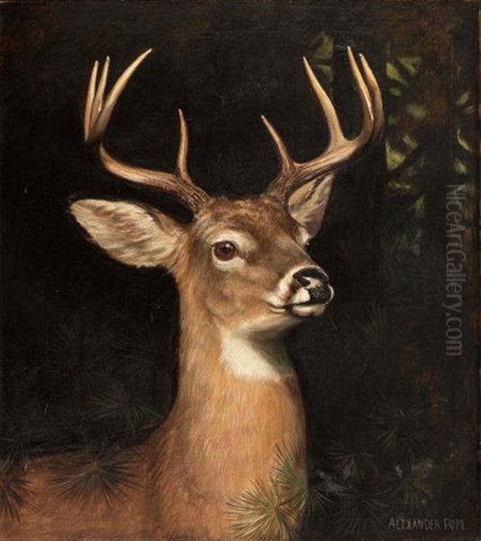 Buck In The Forest - view 1