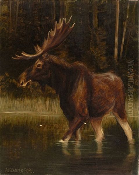 Moose - view 1