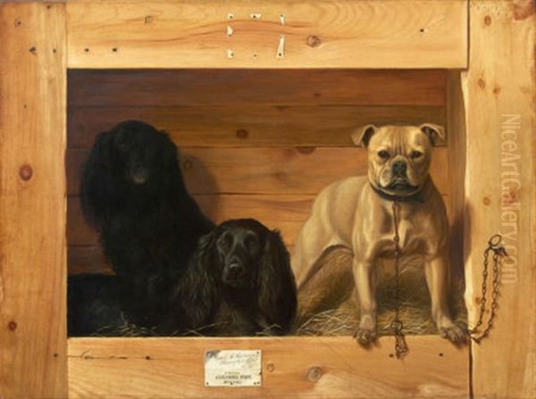 Dogs In A Kennel - view 1