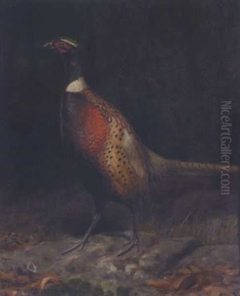 A Pheasant In A Forest Interior - view 1
