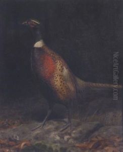 A Pheasant In A Forest Interior