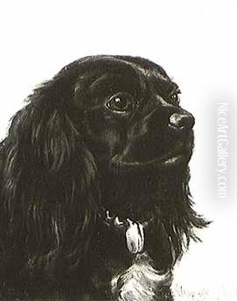 Vera, A Spaniel - view 1
