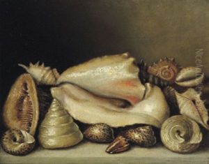 Natura Morta Con Conchiglie: Stillleben Mit Muscheln by Paolo Porpora