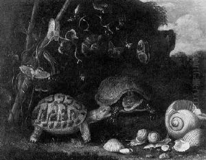 Still Life With Tortoises And Shells