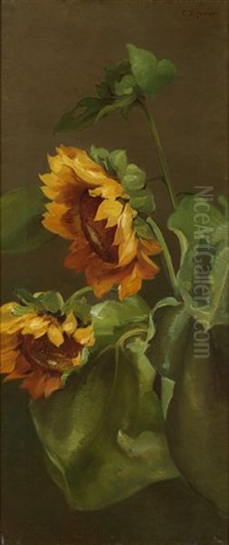 Sunflowers - view 1