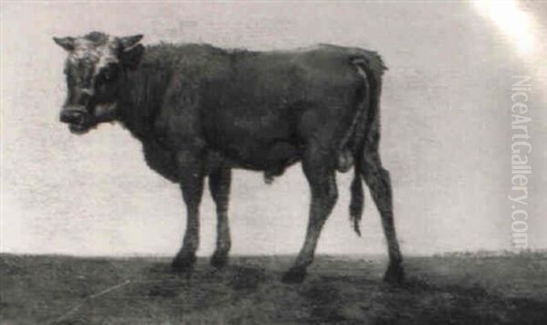 Junger Stier In Einer Hollandischen Landschaft - view 1