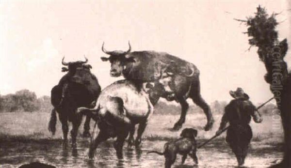 Shepherd Dog Leading Cattle From Watering Hole - view 1