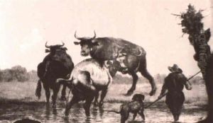 Shepherd Dog Leading Cattle From Watering Hole