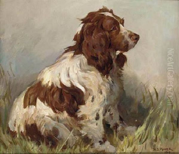 "bounce", A Liver And White Springer Spaniel - view 1