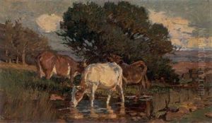 Cows At A Stream Cows At A Stream