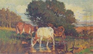 Cattle Drinking Cattle Drinking