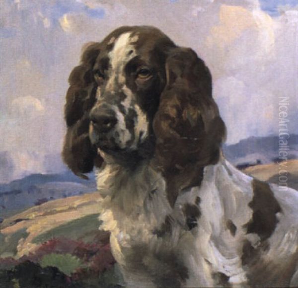 Spaniel - view 1