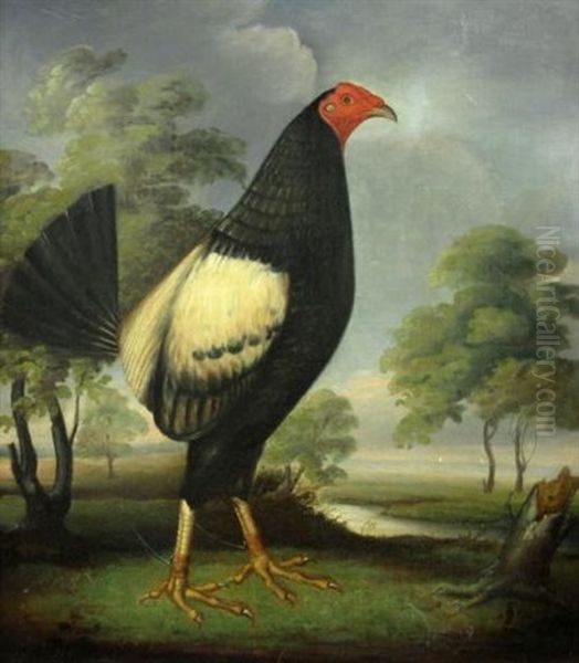 Rooster Facing Right - view 1