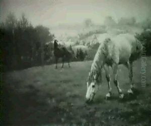 Horses In A Pasture; Early Morning, Autumn Horses In A Pasture; Early Morning, Autumn