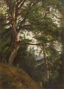 Eiche Im Park Von Burgk (?) by Friedrich, the younger Preller