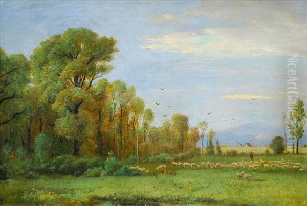 Grazing Sheep - view 1
