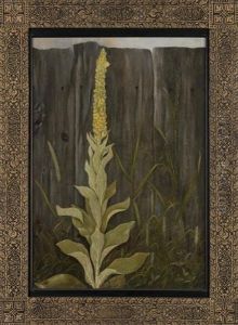 Mullen Plant By Fence
