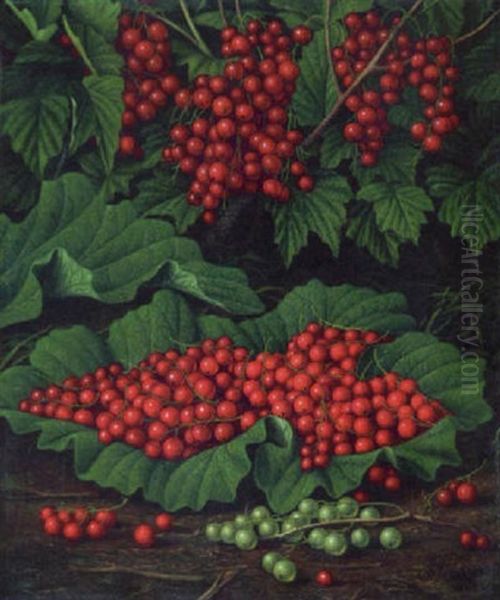 Red Currants On The Forest Floor - view 1
