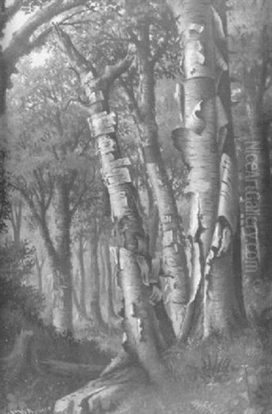 Silver Birches - view 1