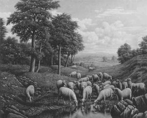 Landscape With Sheep Grazing And Watering
