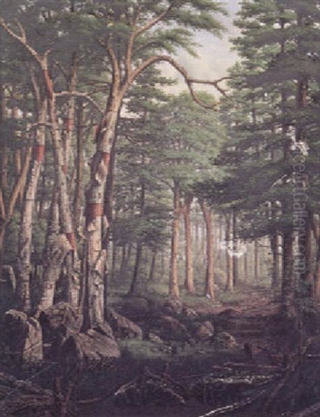 Birch Trees In Forest - view 1