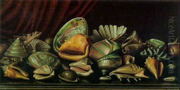 Still Life Of Shells - view 1