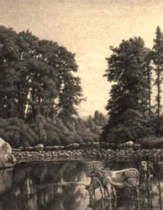 Watering Cows