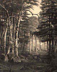 Woodland Scene