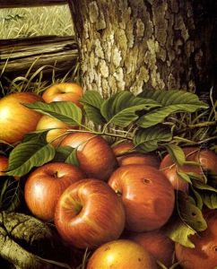 Apples And Tree Trunk
