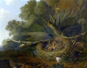 Vogelnest Mit Monchsgrasmucke Vogelnest Mit Monchsgrasmucke