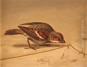 House Sparrow (passer Domesticus) by Christian August Printz