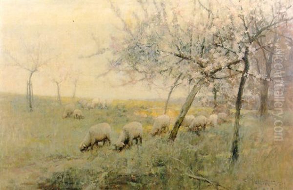 Sheep Grazing In An Orchard - view 1