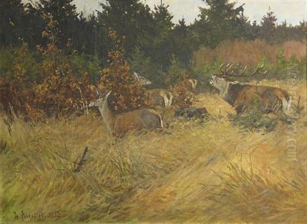 A Stag With Does In A Meadow - view 1