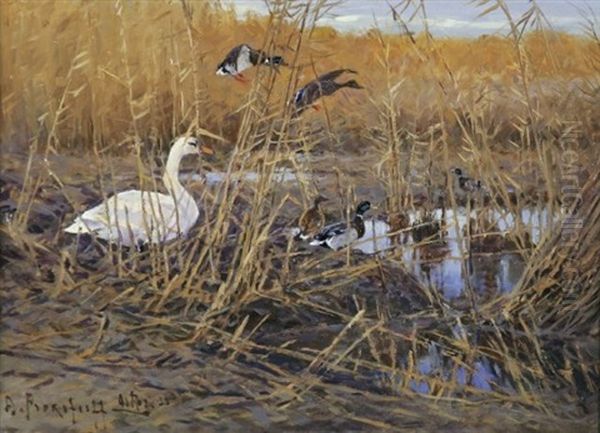 Schwan Und Enten Im Uferschilf - view 1