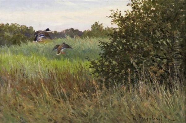 Auffliegende Enten Im Hohen Gras - view 1
