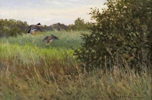Auffliegende Enten Im Hohen Gras Auffliegende Enten Im Hohen Gras