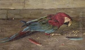 Macaw Macaw
