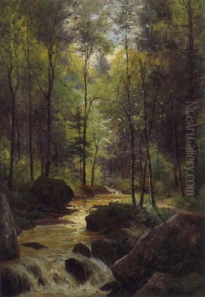 Waldinneres - view 1