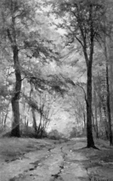 Sonnendurchfluteter Waldweg - view 1